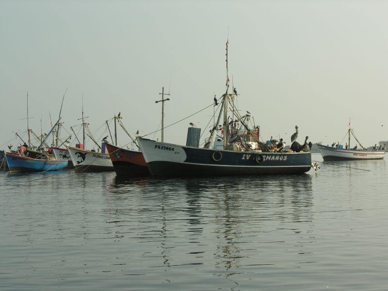 11piscofishingboatspelicanselchaco.jpg
