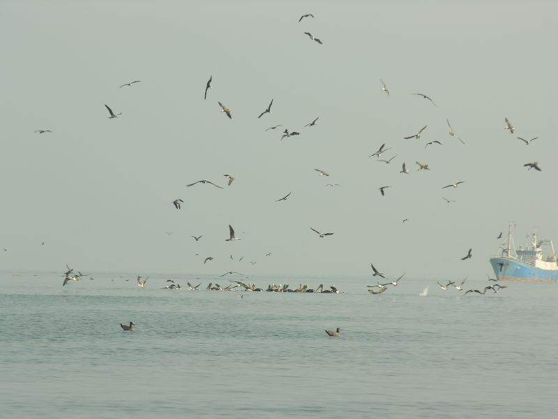 14piscobirdsworkingelchaco.jpg