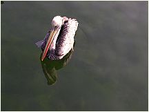 07piscopelicanmirrorelchaco.jpg