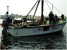 25pisco_elchaco.jpg