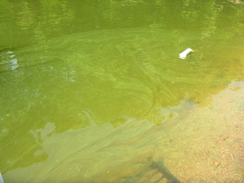 lakeannapollution02.jpg
