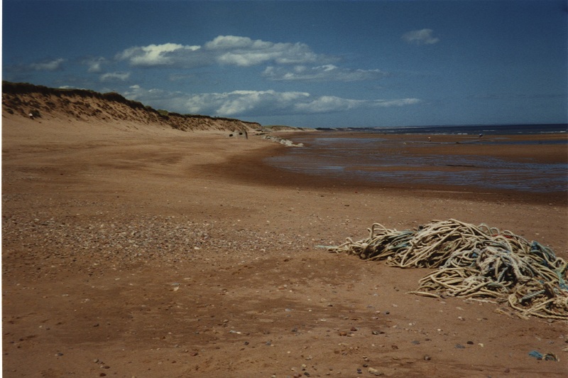 Click on image to return to index shoremarinedebris05.jpg