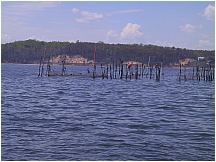 254FishTrapChesBAy.jpg