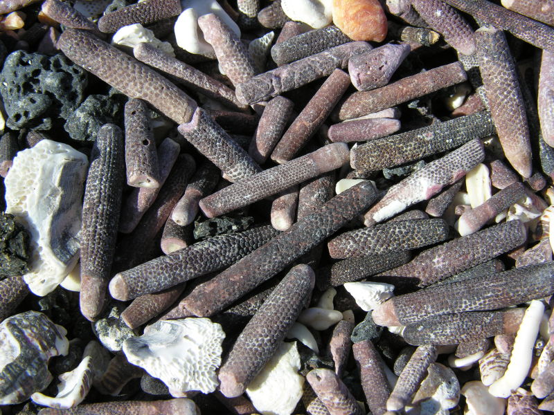 10puntaespinosa.jpg