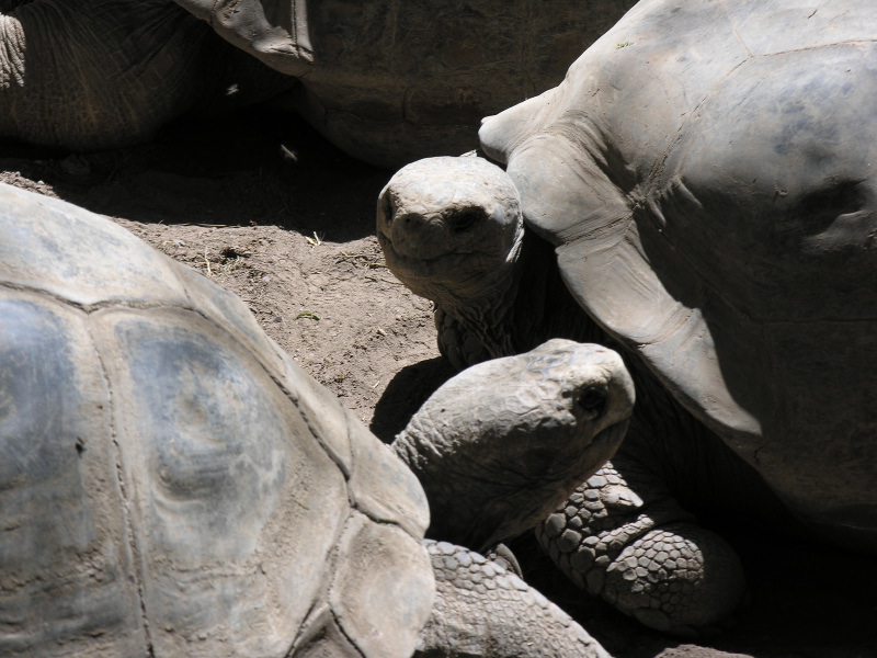 Click on image to return to index 11quitozoo.jpg