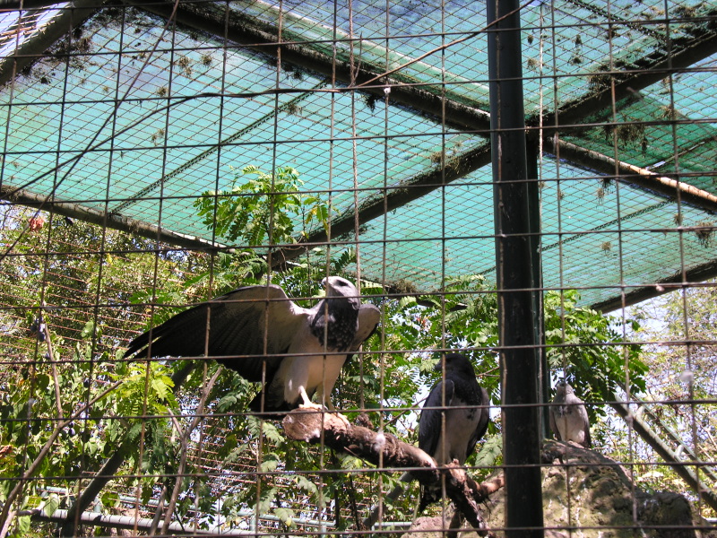 Click on image to return to index 12quitozoo.jpg