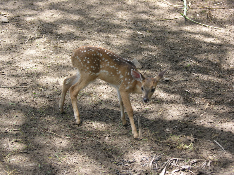Click on image to return to index 16quitozoo.jpg