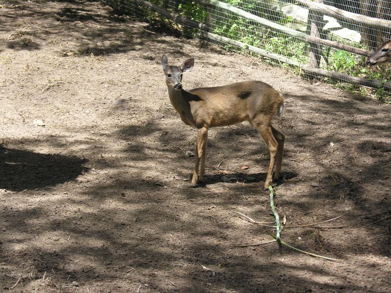 17quitozoo.jpg