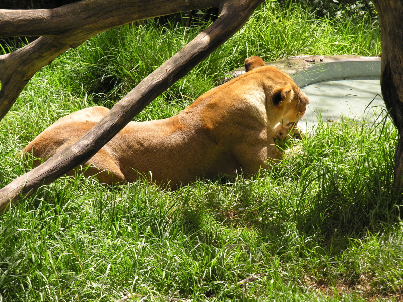 21quitozoo.jpg