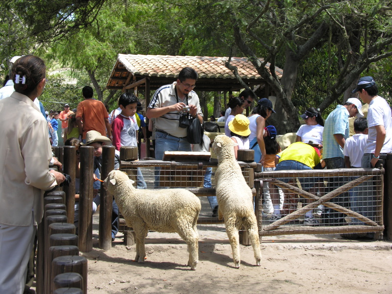 Click on image to return to index 23quitozoo.jpg