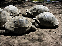 10quitozoo.jpg