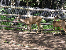 15quitozoo.jpg