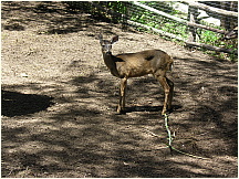 17quitozoo.jpg