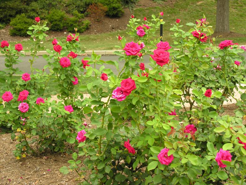 Click on image to return to index 1106rose_garden.jpg