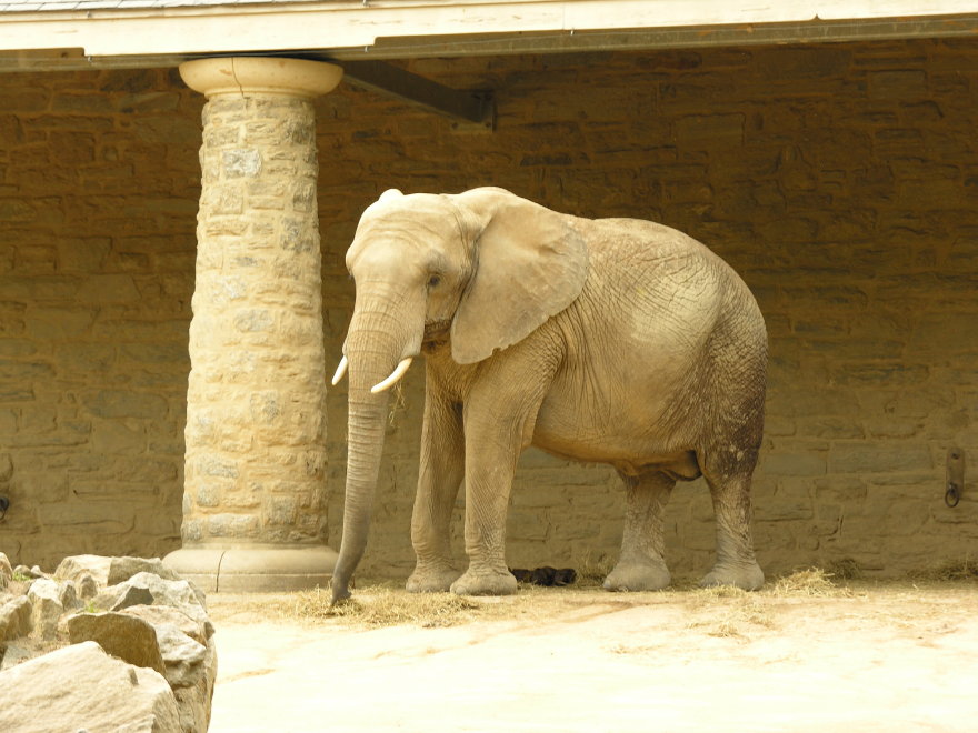 Click on image to return to index 12philadelphiazoo.jpg