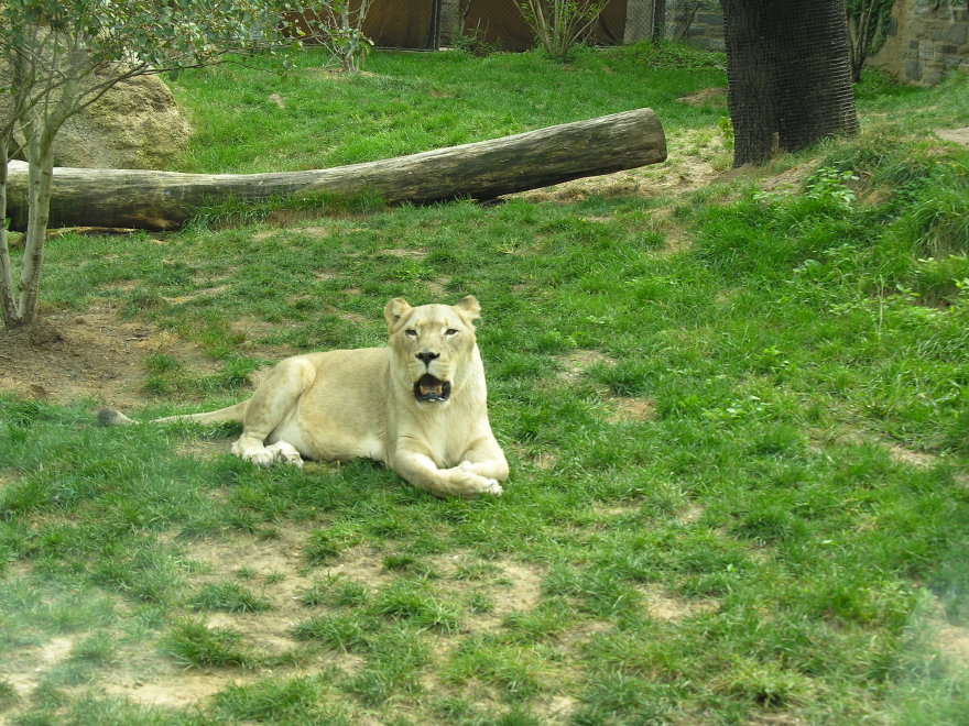 Click on image to return to index 17philadelphiazoo.jpg