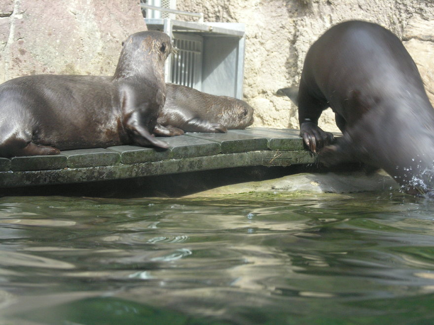 Click on image to return to index 22philadelphiazoo.jpg