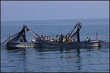 06menhadenfishing.jpg