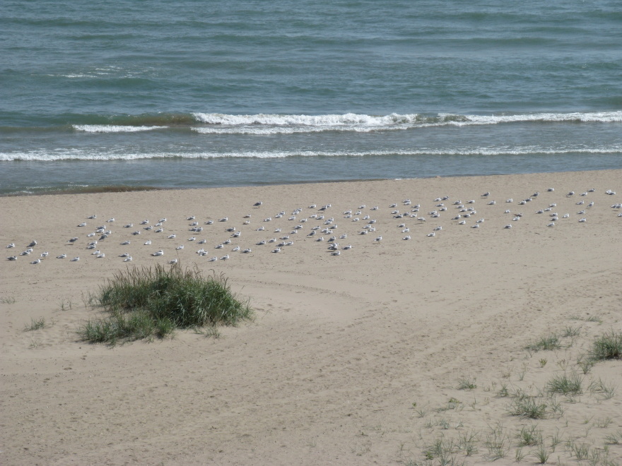 Lake Michigan beach with gulls
