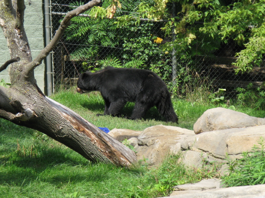 Andean Bear exhibit
