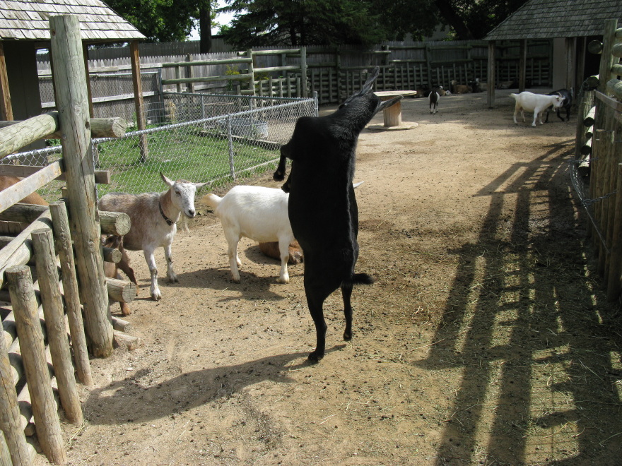 Goats through the fence