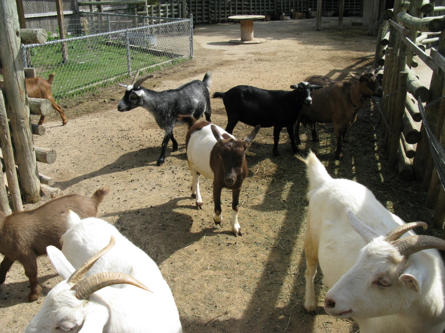 Goats through the fence